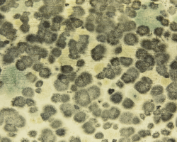 Black mold spots found in Derby home requiring remediation