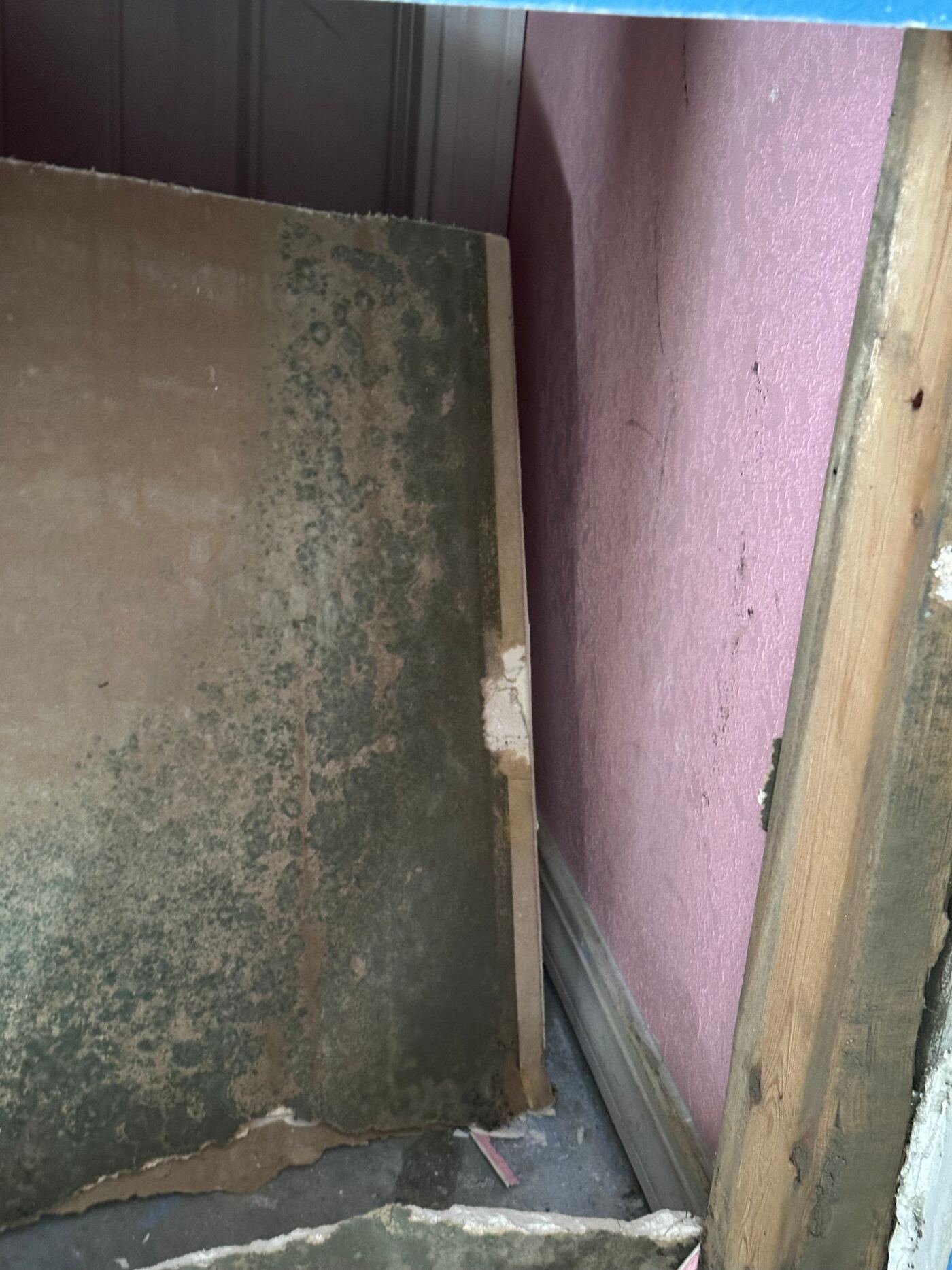 Mold Abatement vs. Mold Remediation: What's the Difference?