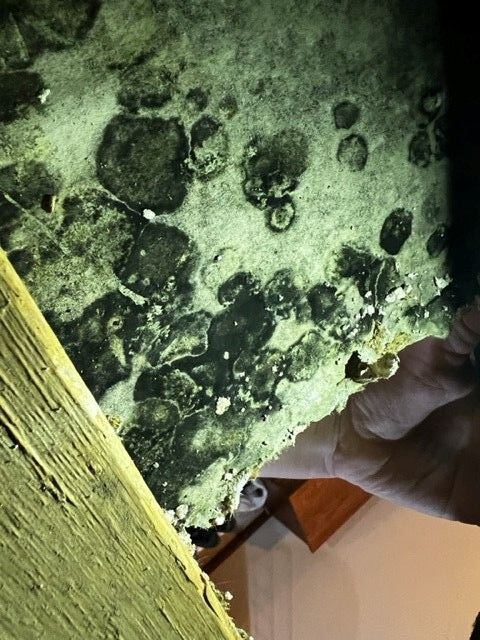 Mold Remediation