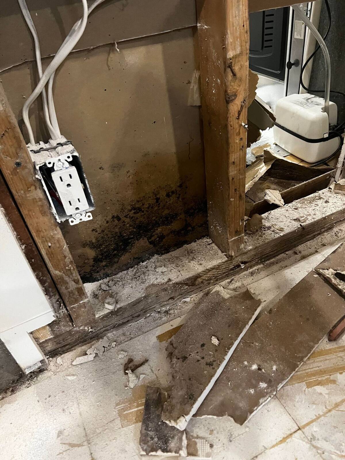 Breathe Easy: Unveiling the Truth About Mold in Your Home